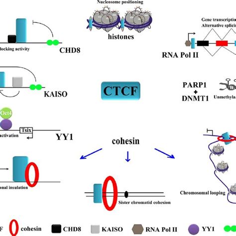 Pdf The Role Of Ccctc Binding Factor Ctcf In Genomic Imprinting