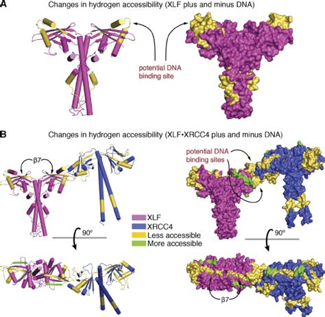 HDX Analysis Of XRCC4 XLF DNA Complexation Superposition Of The