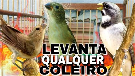 Esquentar Coleiro R Pido Piado De F Mea De Coleiro Para Esquentar