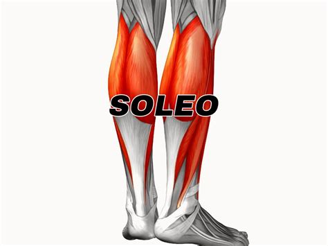 Sóleo - Anatomia del Cuerpo Humano