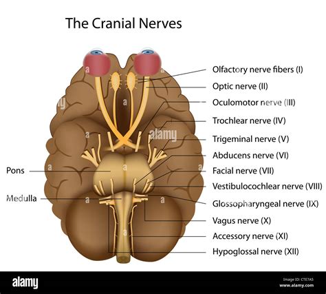 The 12 Cranial Nerves Stock Photo Alamy