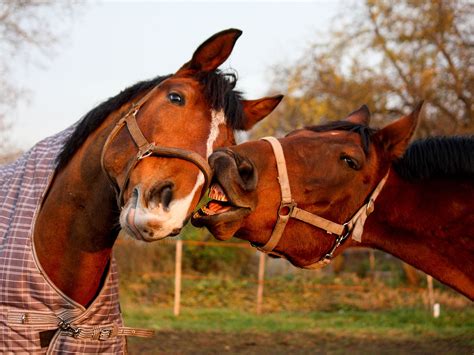 Horses can learn to communicate with humans and express opinions, say