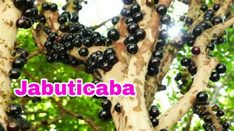 Jabuticaba É Substantivo Próprio Ou Comum