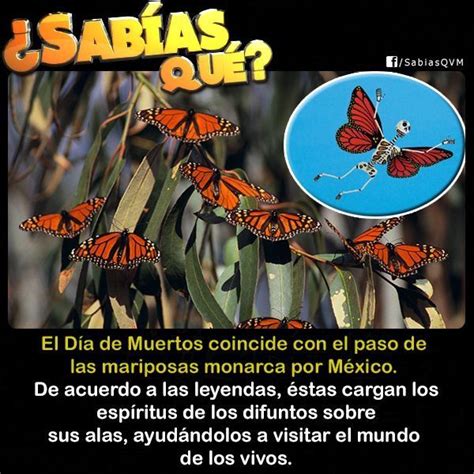 Mariposa Monarca Datos Curiosos Mariposa Monarca