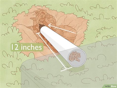 How to Kill Voles: 3 Effective Methods