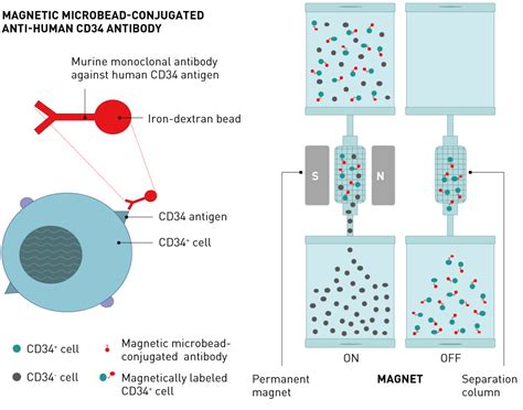 The Principles Of Regenerative Medicine Stem Cell Therapy 3 Cell