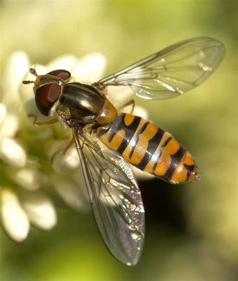 Episyrphus Balteatus