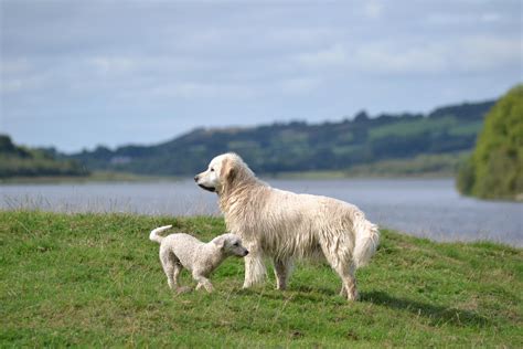 Dogs at the lake : r/pic