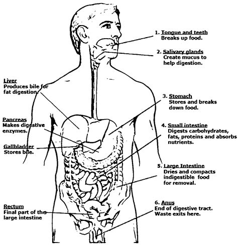 Free Coloring Pages Of Digestive System, Download Free Coloring Pages ...