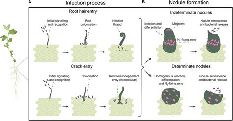 Frontiers Competition Nodule Occupancy And Persistence Of Inoculant