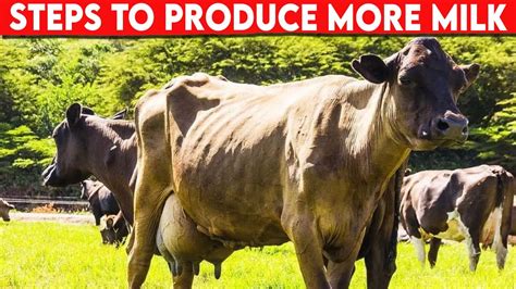 ⭕ Dairy Cows Steps To Produce More Milk Dairy Cow Youtube