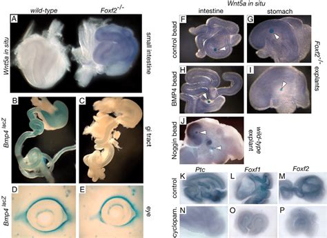 Reduced Foxf Gene Dosage Has Pleiotropic Effects On Paracrine Signaling