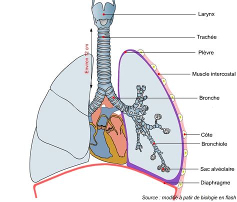 Schéma De L appareil Respiratoire À Compléter 5Ème