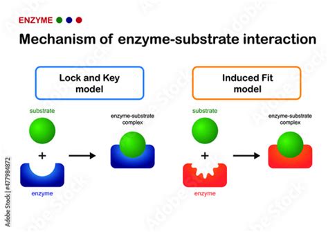 Enzyme Induced Fit