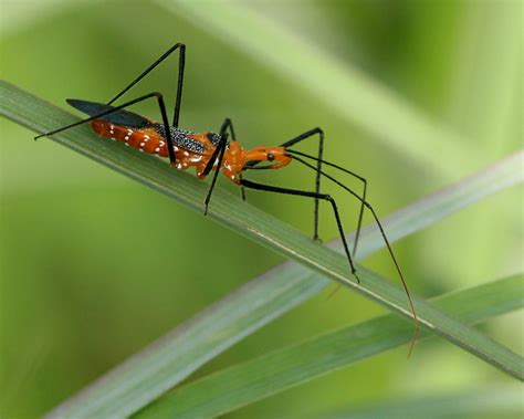 Milkweed Assassin Bug Zelus Longipes Split Oak Forest Wi Flickr