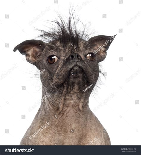 9,472 Ugly Dogs Images, Stock Photos, 3D objects, & Vectors | Shutterstock