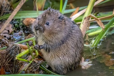 Water Voles Spotted Around Driffield Beck The Wolds Weekly Newspaper