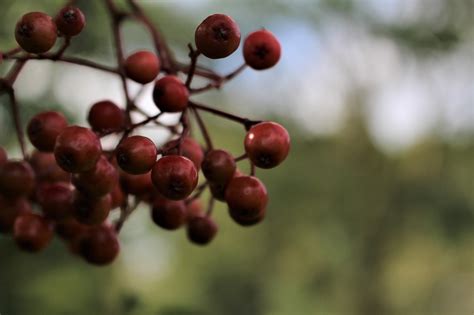 Feder Beeren Hecke Kostenloses Foto Auf Pixabay Pixabay