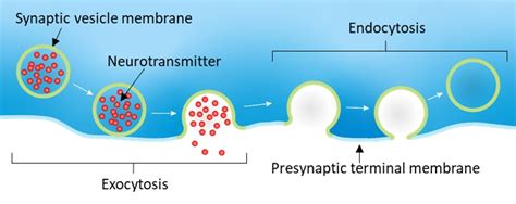 Exocytosis and endocytosis | Okinawa Institute of Science and ...