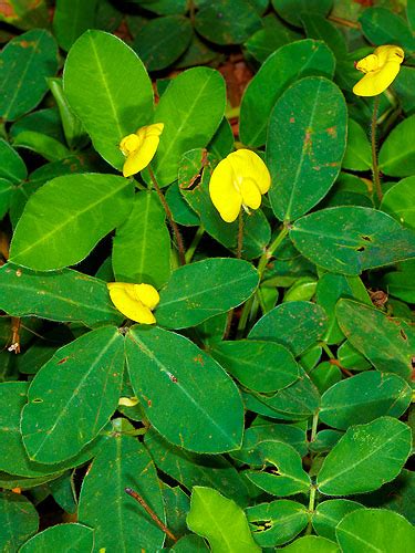 Arachis Pintoi Live Plant Photos The Field Museum