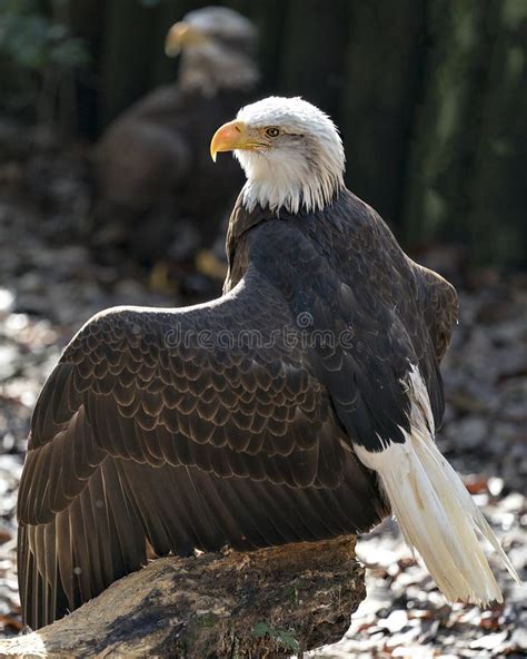 1,812 Bald Eagle Wings Spread Stock Photos - Free & Royalty-Free Stock ...