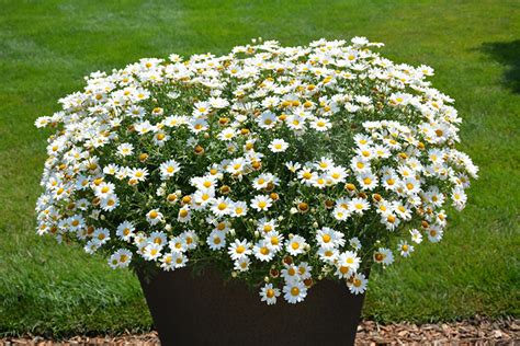 Pure White Butterfly Marguerite Daisy Argyranthemum Frutescens G