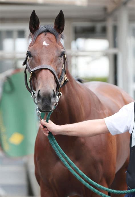 日曜メインレースの注目激走馬中京11rセントウルステークス・g2 Umatoku 馬トク