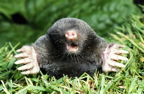 Крот: прожорливый зверек, трапезничающий каждые 15 минут