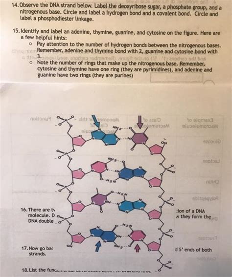 Solved 14 Observe The DNA Strand Below Label The Chegg