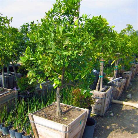 Washington Navel Orange Tree