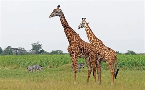 Lake Mburo National Park Gorilla Trekking Tours Trips From Uganda