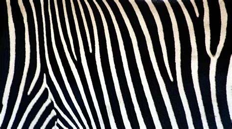 Zebra Pattern Wallpapers - Top Free Zebra Pattern Backgrounds