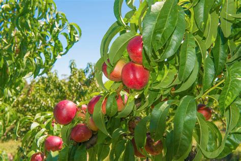 Como Fazer O Cultivo Da Nectarina Aprenda Dicas Para Produzir Essa Fruta