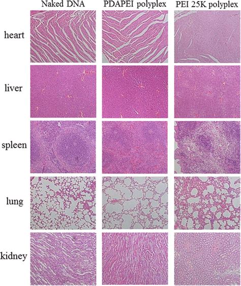 Histological Sections Of Organs Stained With H E In Naked DNA PDAPEI