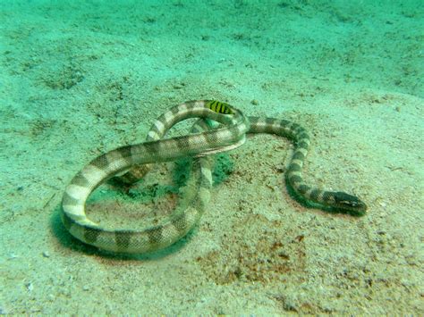 First Aid for Persian Gulf Sea Snake Bite