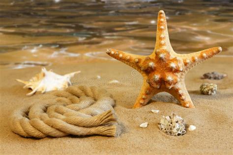 Shells And Starfish On Beach On Sand Stock Image Image Of Beautiful