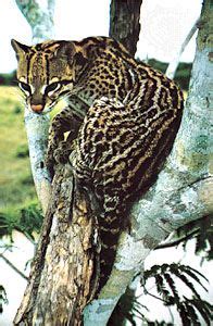 Ocelot | Wild Cat Species, Habitat & Diet | Britannica