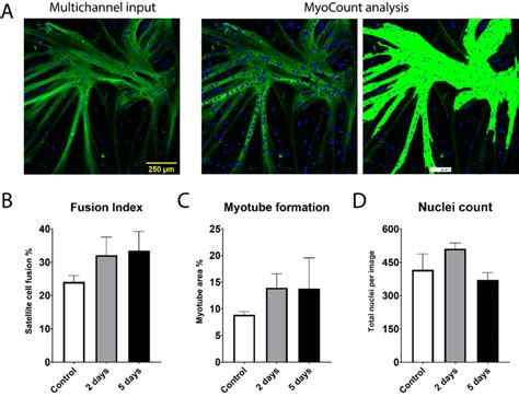 Satellite Cell Fusion And Formation Of Mhc Positive Myotubes A