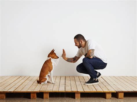 Quais os benefícios do adestramento de cães Chalesco