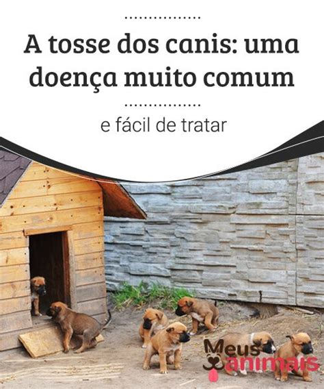 A Tosse Dos Canis Uma Doen A Muito Comum E F Cil De Tratar Canis