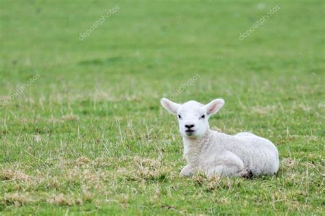 Lamb baby sheep in grass spring field — Stock Photo © cheekylorns2 ...