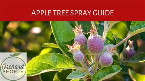 Homemade Fruit Tree Spray Homemade Dormant Oil Spray For Fruit Trees