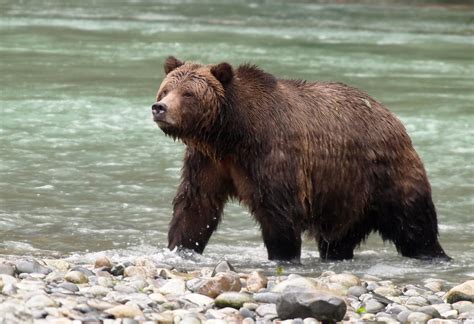 Grizzly Orford River Bute Inlet Paul Den Ouden Flickr