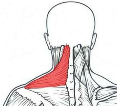 4 Ejercicios Para Mejorar El Cuello Iván Fisioterapia Zaragoza