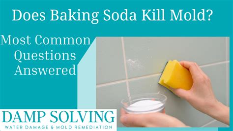 Does Baking Soda Kill Mold? Detailed Answer – Damp Solving