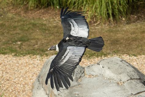 Condor des Andes - Nature et Zoo : l'actualité des zoos en France