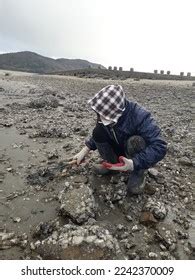 Oyster Harvesting Experience Stock Photo 2242370009 | Shutterstock