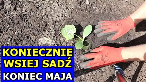 Koniecznie Wysiej Sad Koniec Maja Co Sia Sadzi W Maju Kalendarz