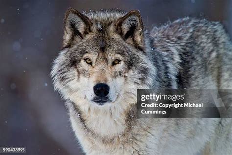 407 Eastern Timber Wolf Stock Photos, High-Res Pictures, and Images ...