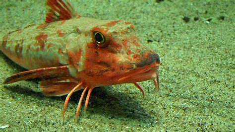 歩くホウボウ （葛西臨海水族園）walking Sea Robin Youtube